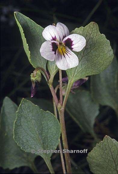 viola cuneata 1 graphic